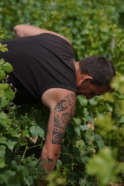 Homme tatoué jardinant en débardeur noir Homme tatoué en débardeur noir travaillant parmi des plantes vertes.