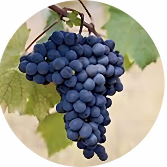 Grappe de Raisins Noirs avec Feuillage Vert Flou Grappe de raisins noirs sur une branche avec feuilles vertes en arrière-plan.