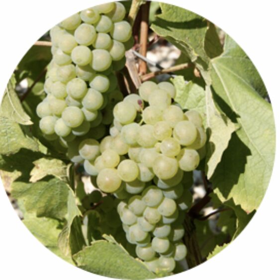 Raisins Blancs sur Vigne Grappe de raisin blanc suspendue à une vigne avec feuilles vertes.